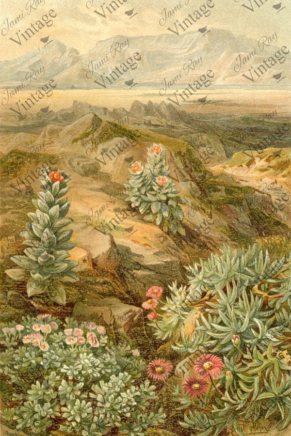 Desert Succulent| JRV Decoupage  Paper 30x20 inch