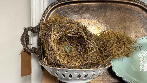 Preserved Robin’s Nest with Real Egg – Ethically Sourced & Shellacked