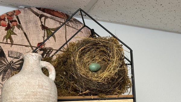 Preserved Robin’s Nest with Real Egg – Ethically Sourced & Shellacked