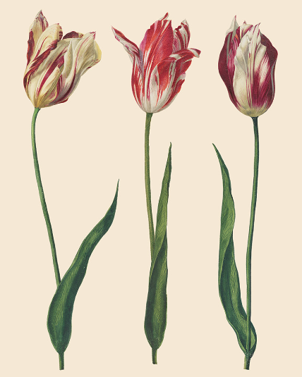 Dutch Tulips - Annie Sloan Decoupage Paper