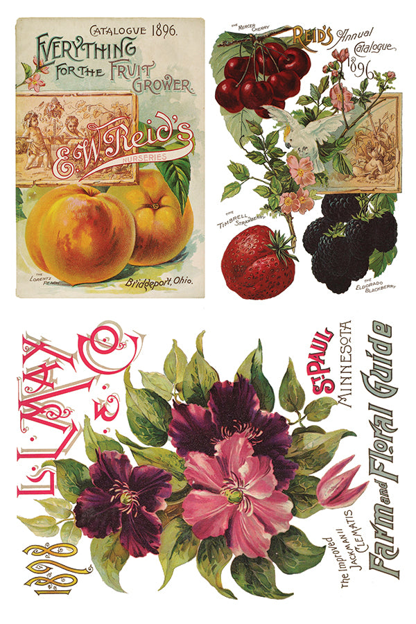 Seed Catalogue IOD Transfer 8x12 Pad™