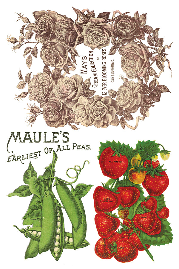 Seed Catalogue IOD Transfer 8x12 Pad™