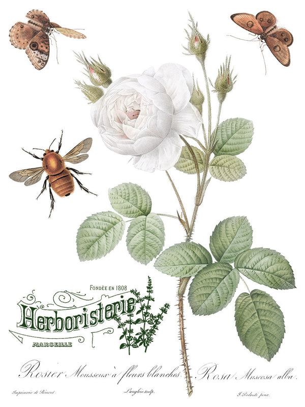 IOD Brocante IOD Transfer 12x16 Pad™