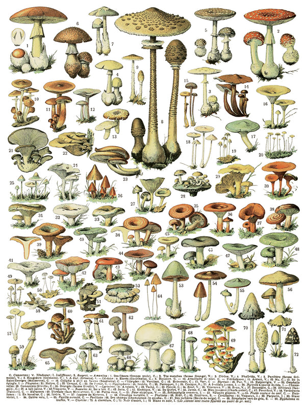 IOD Millot's Pages IOD Transfer 12x16 Pad™