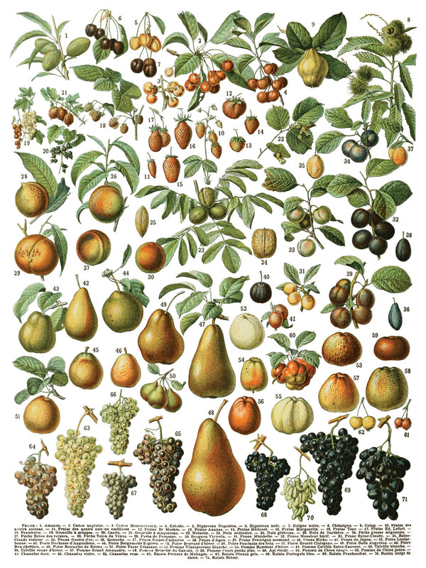 IOD Millot's Pages IOD Transfer 12x16 Pad™