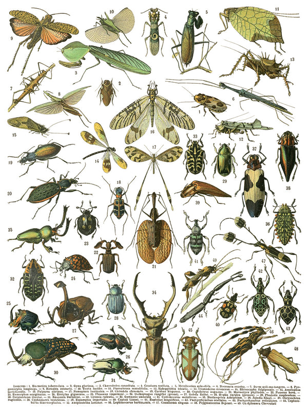 IOD Millot's Pages IOD Transfer 12x16 Pad™