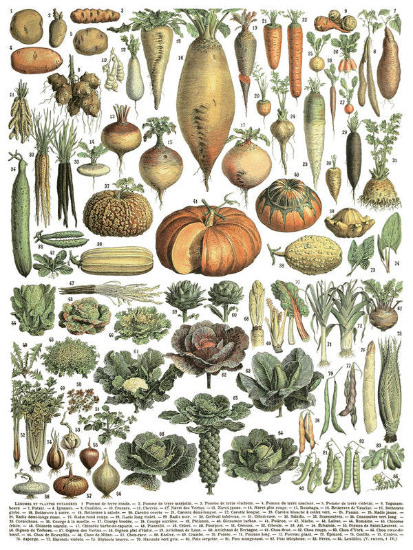 IOD Millot's Pages IOD Transfer 12x16 Pad™