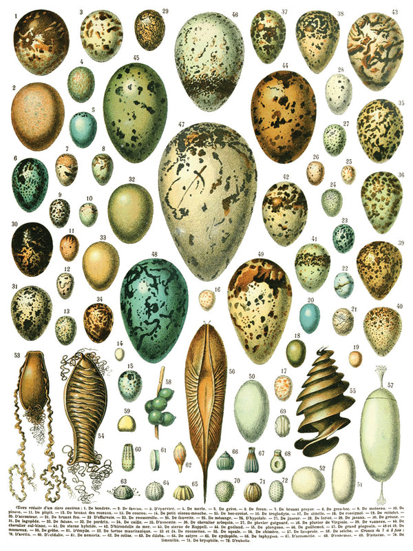 IOD Millot's Pages IOD Transfer 12x16 Pad™