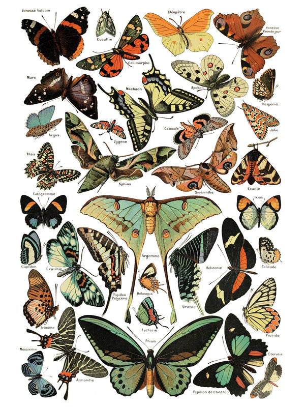 IOD Millot's Pages IOD Transfer 12x16 Pad™