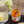Oregon Growers - Orchard Peach Fruit Spread