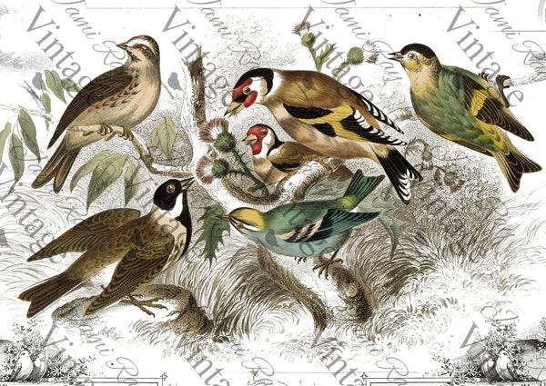 Birds | RV A4 Rice Paper