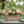 Spring Melody IOD Paint Inlay 12x16 Pad™