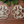 Personalized Paw Ornament | Custom Pet Memorial & Holiday Keepsake