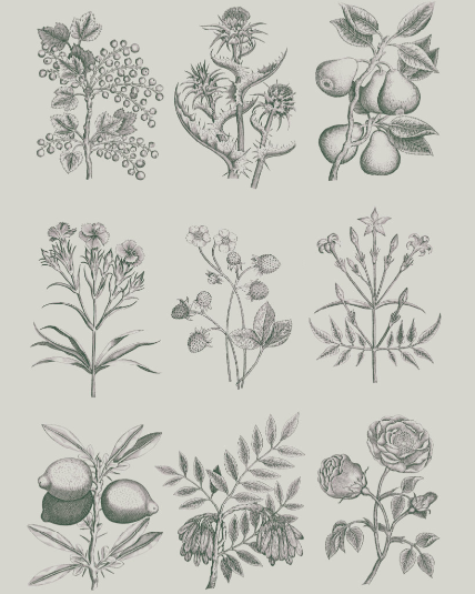 Botanical Drawings - Annie Sloan Decoupage Paper