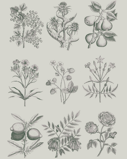 Botanical Drawings - Annie Sloan Decoupage Paper