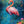 Flamingo Oasis