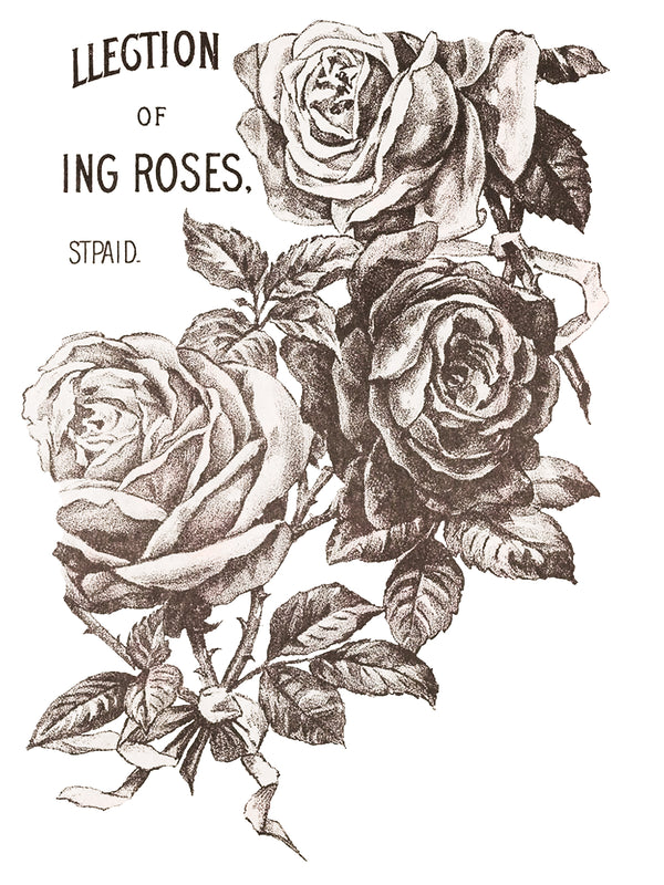 May's Roses IOD Transfer 12x16 Pad™