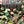 Rose Botanical IOD Transfer 12x16 Pad™