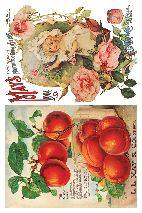 Seed Catalogue IOD Transfer 8x12 Pad™