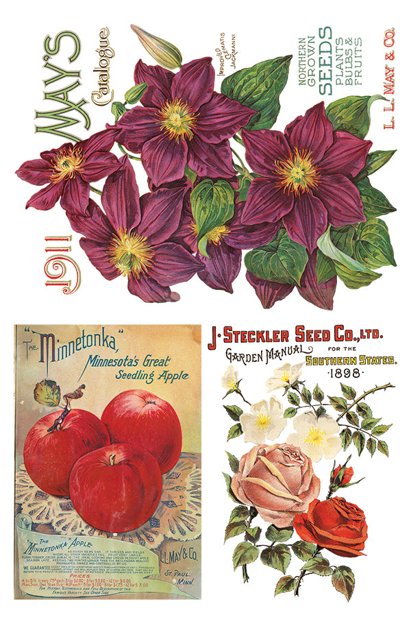 Seed Catalogue IOD Transfer 8x12 Pad™