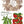 Seed Catalogue IOD Transfer 8x12 Pad™