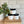 Goat Milk Facial Moisturizer with Rosehip and Jojoba Oil