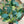 Summer Eucalyptus, Seeded
