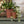 Olive- Annie Sloan Chalk Paint®