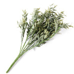 Italian Ruscus stem Artificial Greenery - 14 inches