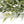 Italian Ruscus stem Artificial Greenery - 14 inches