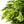 Large Ruscus Stem Artificial Greenery - 14 inches