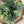 Bright Mixed Eucalyptus Bush | Faux Greenery