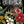 IOD Midnight Garden IOD Transfer 12x16 Pad™